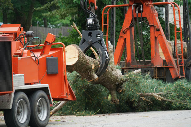 Best Fruit Tree Pruning  in Gun Barrel City, TX